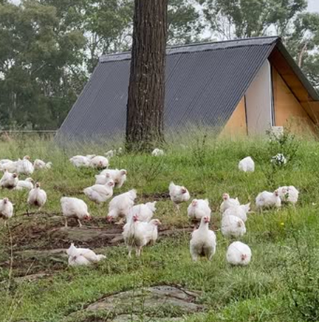 Pasture-Raised Chicken